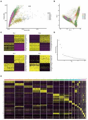 Inflammatory Cells Accelerated Carotid Artery Calcification via MMP9: Evidences From Single-Cell Analysis